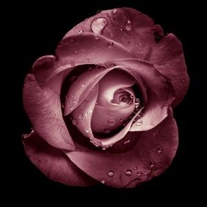 Meet your Posher, Almas